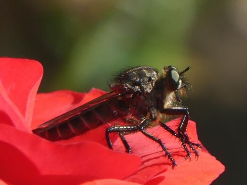 Asilinae